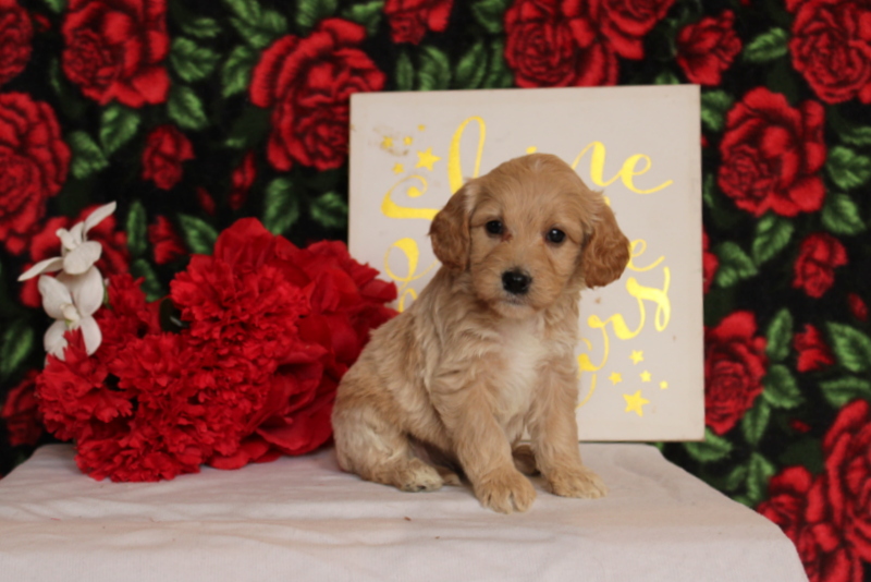 puppy, for, sale, Mini Goldendoodle F2, Matthew B. Stoltzfus, dog, breeder, Gap, PA, dog-breeder, puppy-for-sale, forsale, nearby, find, puppyfind, locator, puppylocator, aca